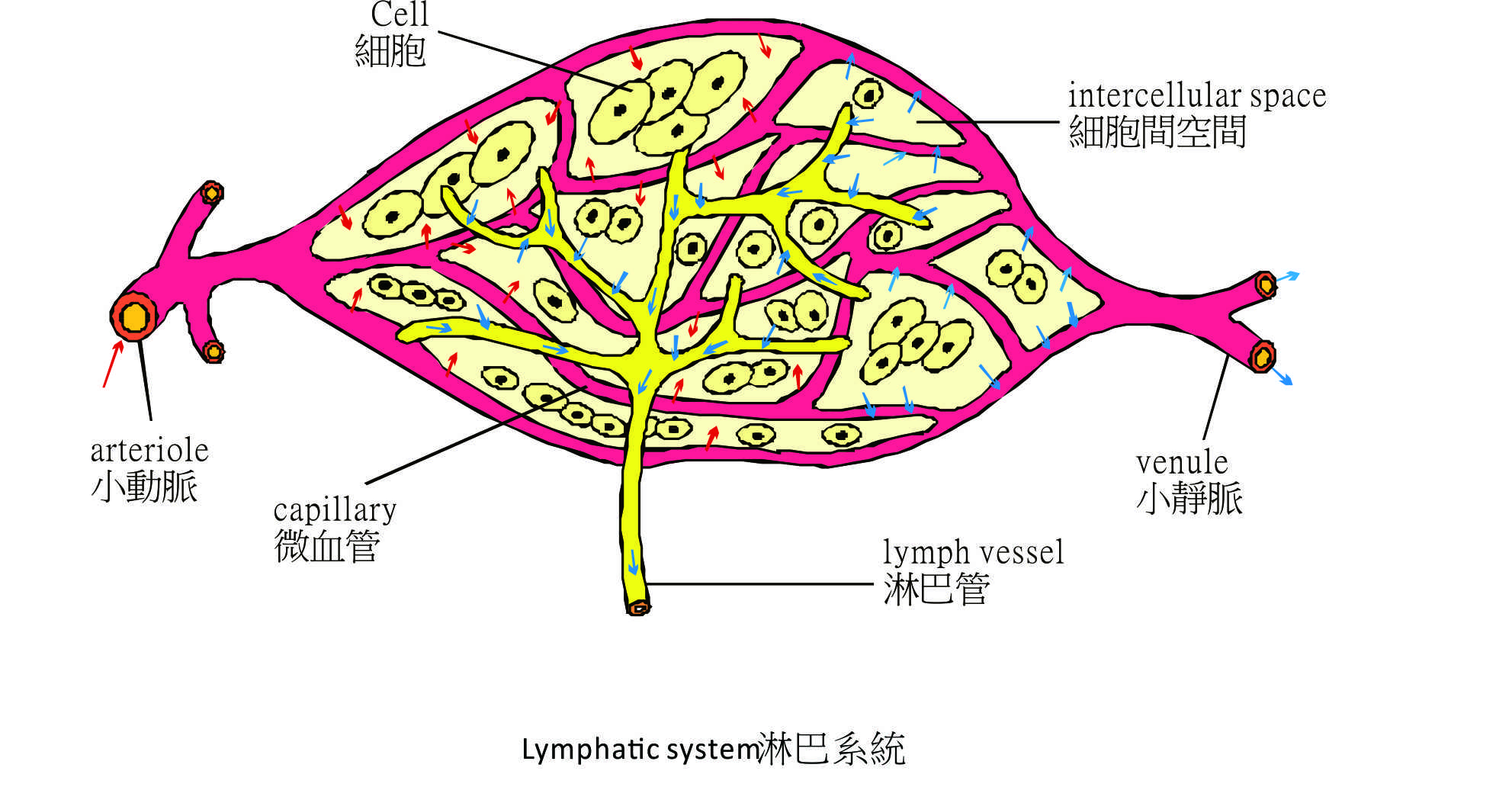 【深入了解】淋巴系統的實際工作是什麼？淋巴系統為何如此重要？ – Medical Inspire 醫・思維