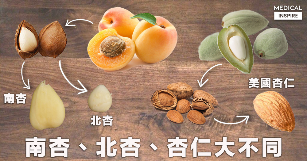 【食材筆記】南杏北杏如何分辨?小心生北杏含有山埃毒,誤服可致命。 – Medical Inspire 醫・思維