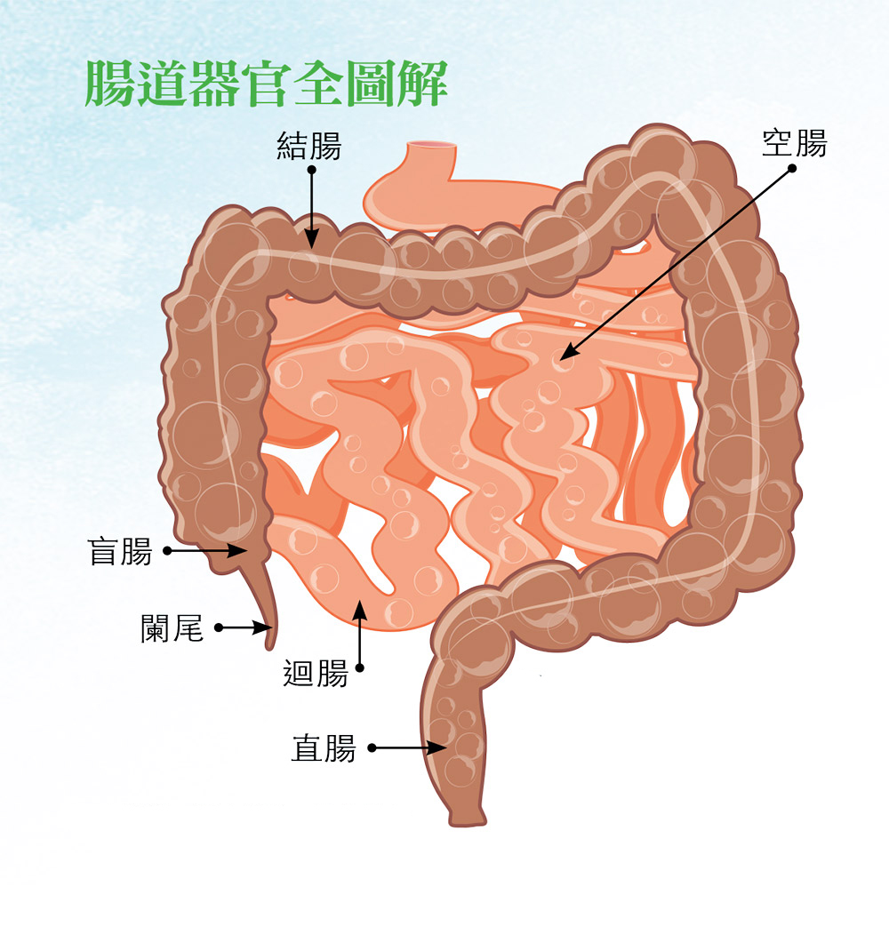 【解開疑問】闌尾真的對人體可有可無嗎？了解闌尾的3大實際作用。 – Medical Inspire 醫・思維