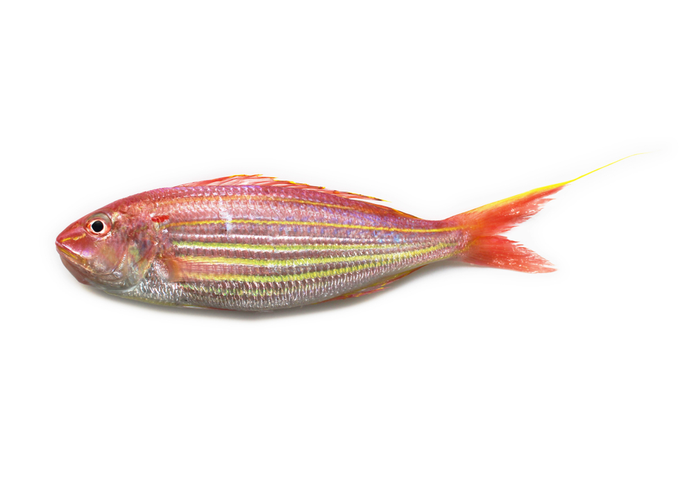 Omega-3好處丨奧米加3有助「益氣強肺」、有助改善哮喘、慢阻肺病!11種富含 Omega-3 食物推薦! – Medical ...